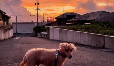 Walking my dog Oscar in suburban Kagoshima