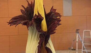 For the first time in 7 years, the giant Indonesian Corpse Flower bloomed last weekend at the Takeda Corp. medicinal garden on the slope of of Mt. Hiei, Kyoto. It stinks (OC)