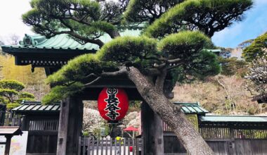 Beautiful old pine tree and large red lantern marking an entrance to Hasedera Temple in Kamakura, Kanagawa Prefecture [OC]