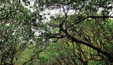 Amami mangrove forest