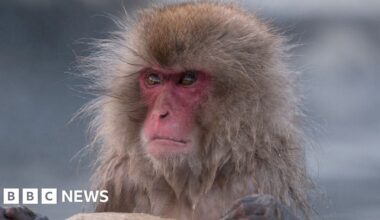 Japan's police to take measures after wild monkey rampages