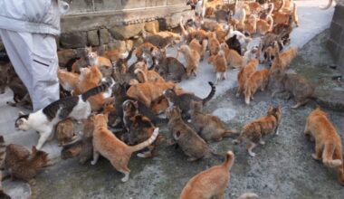 traveling to the Aoshima cat island in Ehime