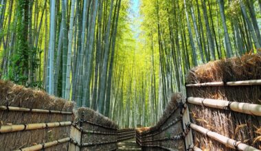 Bamboo garden in Adashino Nenbutsuji, Kyoto