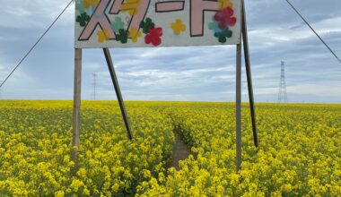 Rapeseed Maze Start Line, Fukushima Prefecture