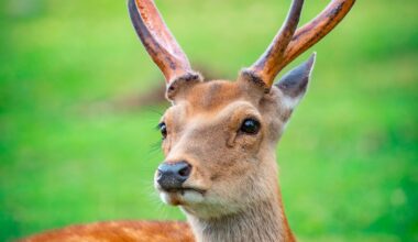 Nara city is great for "wildlife" photography.