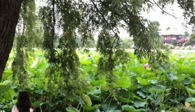 Shinobazu Pond