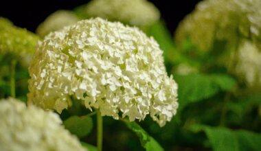 Hydrangea at Night