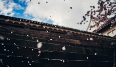 Hanafubuki 花吹雪 at Osaka Castle, 2014