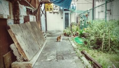 😼 patrolling his street