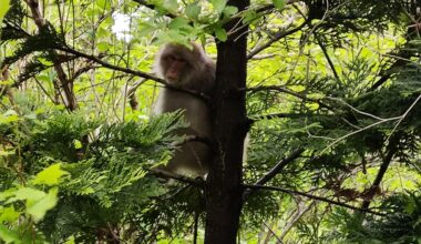 Japanese monkey outside my car at Tappi Peninsula Ajisai Road in Aomori, Japan