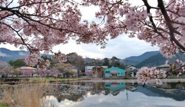 Rural Sakura.