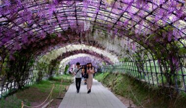 Kawachi Wisteria Garden (河内藤園) - Kitakyushu