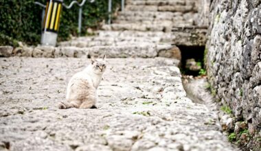 A cat in the Shuri Castle, Okinawa