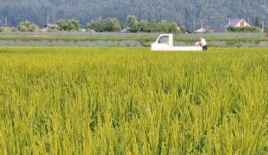 High grain prices prompt Japan farmers to grow wheat rather than rice