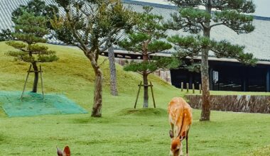 Nara Park, 2019