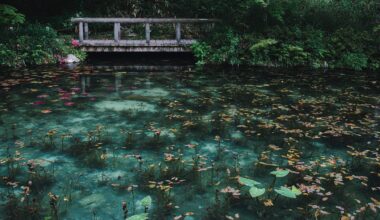 Monet's Pond, beautiful like a painting