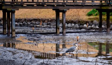 Crane in the water, Kōraku-en gardens, Okayama [oc]