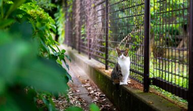 Kyoto Cat