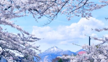 Sakura and Bandai mountain in Fukushima