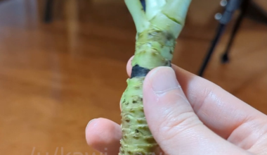 Real Wasabi