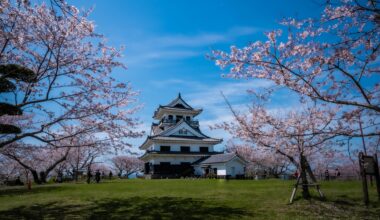 Cherry Blossoms In Chiba