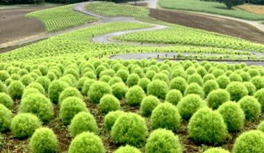 Hitachi Seaside Park, Ibaraki ~ August 2021