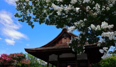 Red and white crape myrtle flowers perform together (Location: Shimogoryo Shrine)