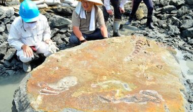 Fossilized bones of mysterious marine mammal found in Gifu