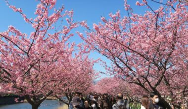 Early Cherry Blossoms in the Izu Peninsula in February (Possible Day/Overnight Trip From Tokyo)