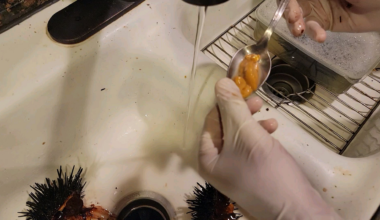 Removing the UNI from a sea urchin