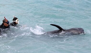 Beached whale on south Japan island dies despite rescue efforts