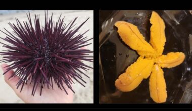 I love snorkeling for sea urchin.