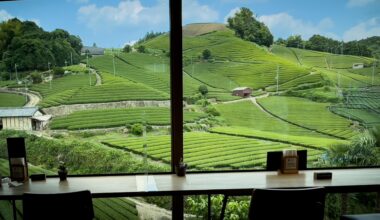 Lunchtime views of the Ishitera Green Tea Plantation, Wazuka, Kyoto