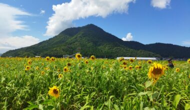 Sunflower field in Obama, Fukui