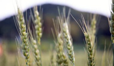 Wheat for Days! Can’t wait to harvest