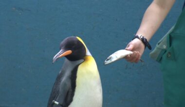 Penguins at a Japanese aquarium are being fed cheaper fish - and they aren't happy