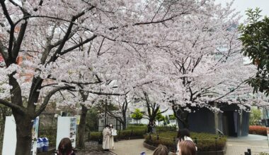 Cherry blossoms in Tokyo earlier this year