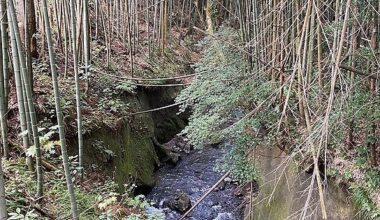 [OC] Bamboo, stream -- Yamashina-machi, Kanazawa