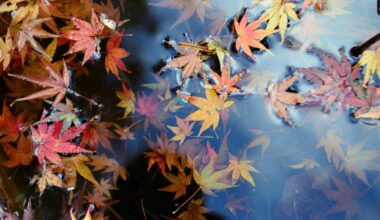 Autumn Leaves, Itsukushima Island, November 2020