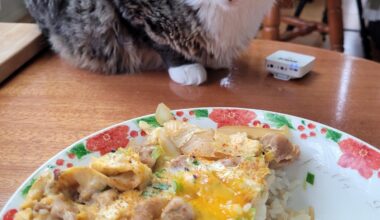 Oyakodon, featuring a rather jealous cat