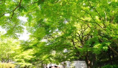 The maple-covered approach to Yogenin, a temple in Kyoto with a blood ceiling, which is beautiful in autumn. The blood ceiling is a ceiling covered with floorboards and other materials covered with bloodstains from warriors who died in battle.