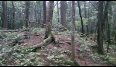 I went alone by day in the forest of suicides[Aokigahara].