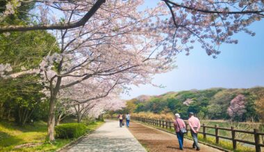 Sakura Stroll in Ube Yamaguchi park [oc]