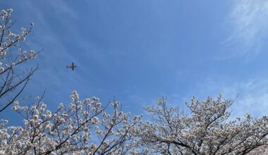 Cherry blossoms and JSDF training aircraft