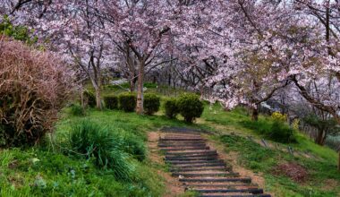 Sakura Season in Yamaguchi Prefecture - Ryuozan Park (竜王山公園) in Sanyo Onoda