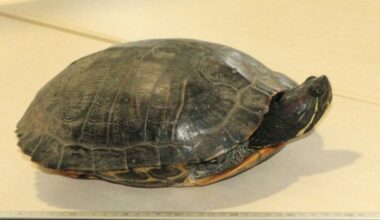 Narita airport deploys net traps to stop turtles infiltrating runway