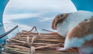 Hamster on a balloon returns safely from stratosphere, manned flight eyed