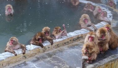 Hakodate botanical garden had these guys chilling in a snowy hot spring