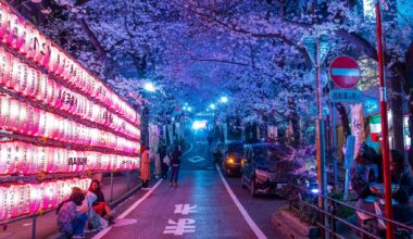 Cherry Blossoms along a hill in Shibuya, Tokyo, at night