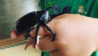 My Son With Pet Japanese Rhino Beetle ( カブトムシ )